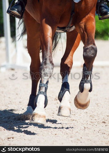 legs of horse in movement. close up