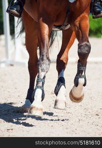 legs of horse in movement. close up