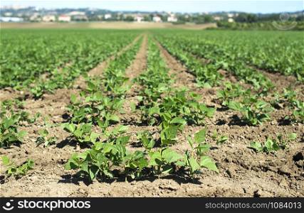 Legumes plantation. Soybean plants in rows. Sunny day.