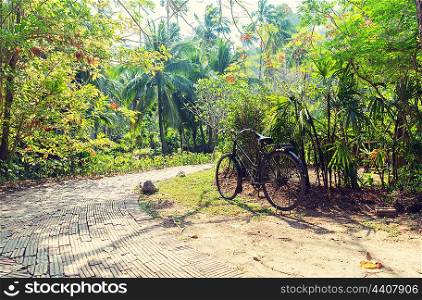 leisure, travel, tourism and nature concept - bicycle at tropical park roadway