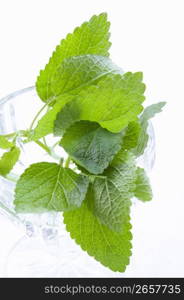 Lemon Balm