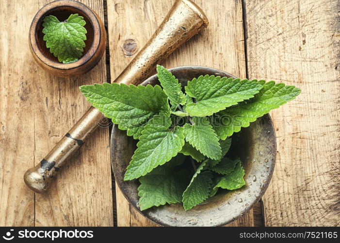 Lemon balm leaves or melissa.Green fresh melissa.Healing herbs. Melissa leaf or lemon balm