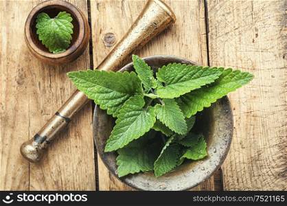 Lemon balm leaves or melissa.Green fresh melissa.Healing herbs. Melissa leaf or lemon balm