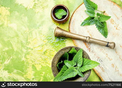 Lemon balm leaves or melissa.Green fresh melissa.Melissa plant. Melissa leaf or lemon balm