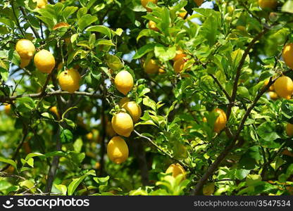 Lemon close up