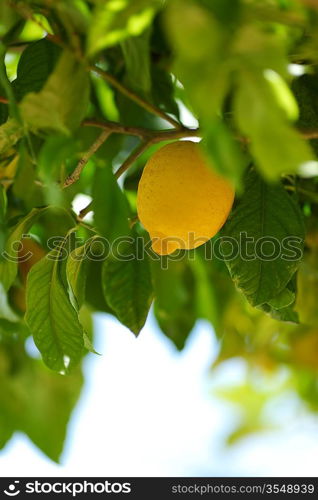 Lemon close up