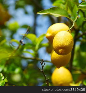 Lemon close up