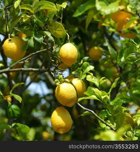 Lemon close up