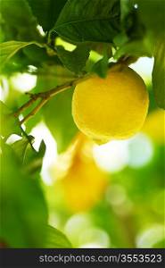 Lemon close up