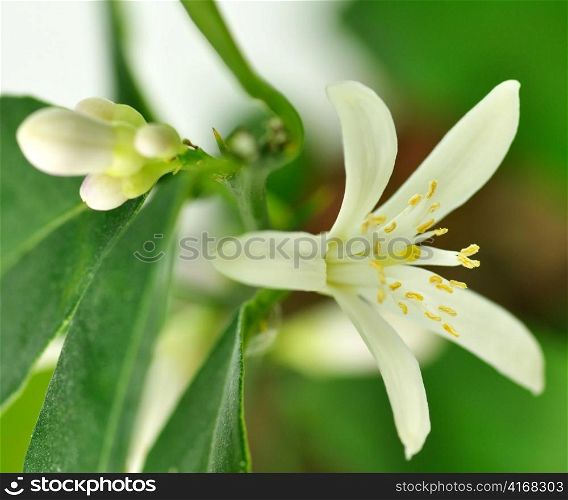 Lemon flowers , close up