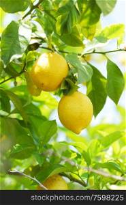 Lemon fruit close up hanging on tree brunch. Lemon close up
