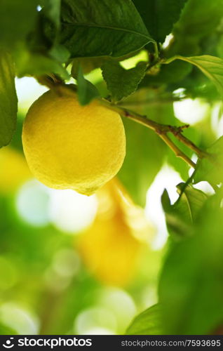 Lemon fruit close up on tree branch. Lemon close up