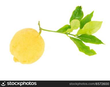 Lemon fruit with leaves isolated on white background. Lemon with leaves