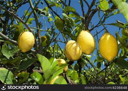 Lemon fruits on branch on the tree