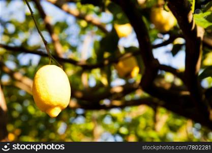 Lemon on the tree in Costiera Amalfitana, tipical Italian location for this fruit