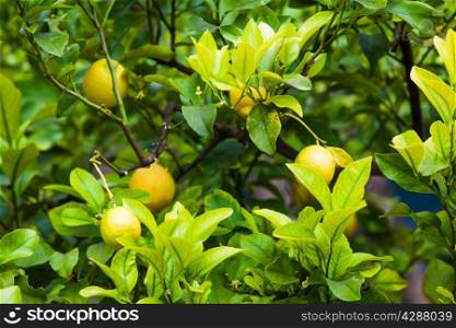 Lemon on the tree. Organic lemons on tree