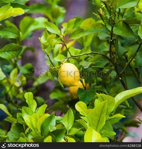Lemon on the tree. Organic lemons on tree