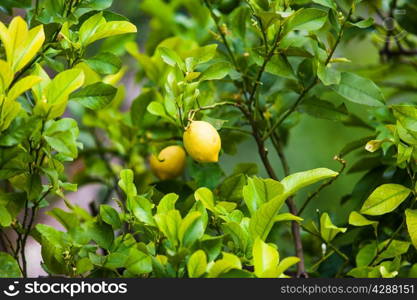 Lemon on the tree. Organic lemons on tree