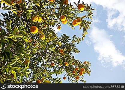 Lemon on tree