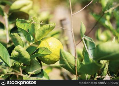 Lemon on tree in the plantation.