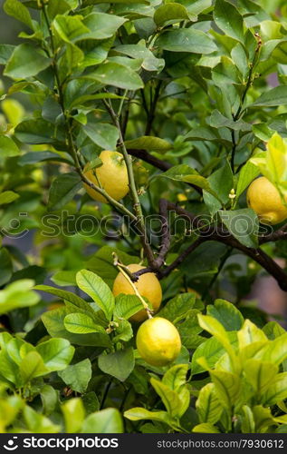 lemon tree. Bunch of ripe lemons