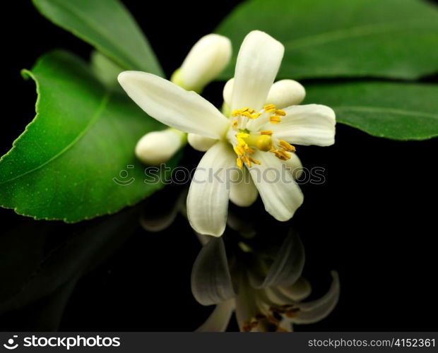 lemon tree flowers and leaves