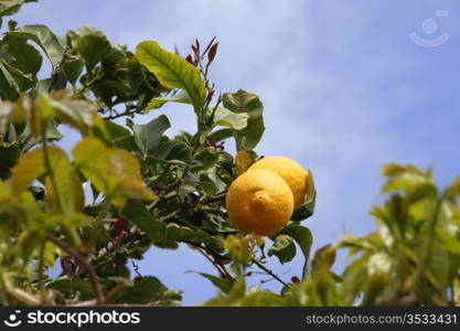 lemon tree with yellow lemons on a blue sky background. lemon tree detail