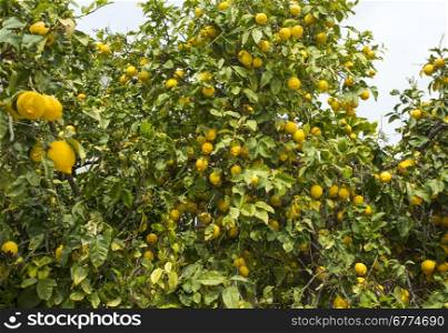 Lemon trees in a citrus grove in Cyprus