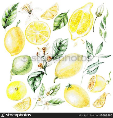 Lemons, Flowers and Leaves. Watercolor Style Fruits. Illustration. Lemons, Flowers and Leaves. Watercolor Style Fruits. 