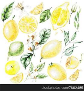 Lemons, Flowers and Leaves. Watercolor Style Fruits. Illustration. Lemons, Flowers and Leaves. Watercolor Style Fruits.