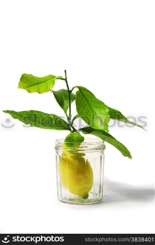 lemons with leaves in a studio jam jar with a white background