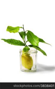 lemons with leaves in a studio jam jar with a white background