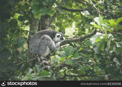 Lemur catta monkey sleeping in a tree