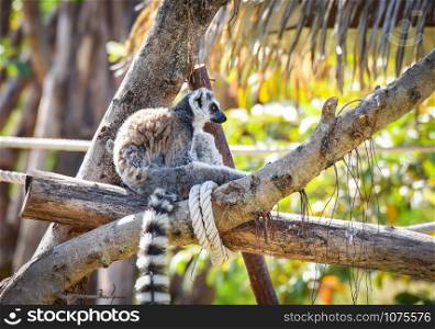 Lemur catta sitting on wood in the national park / Ring-tailed lemurs