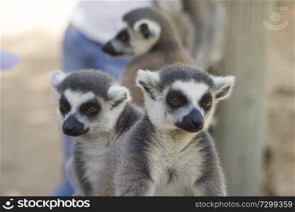 Lemurs of Madagascar, Ring-Tailed Lemurs