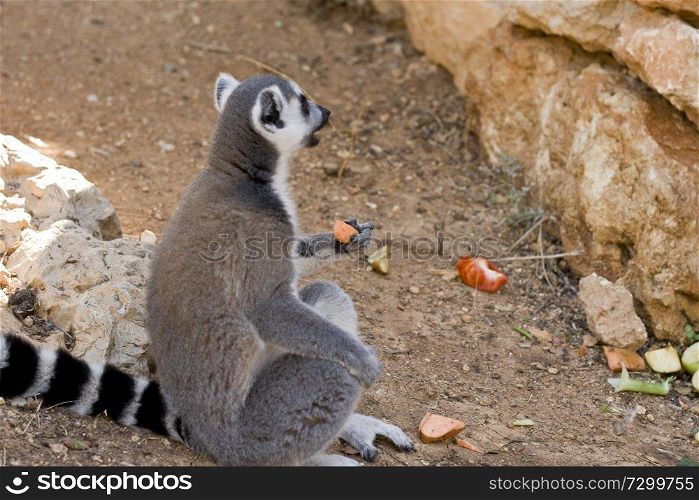 Lemurs of Madagascar, Ring-Tailed Lemurs
