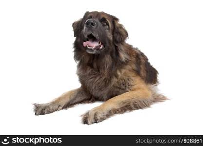 Leonberger isolated on white