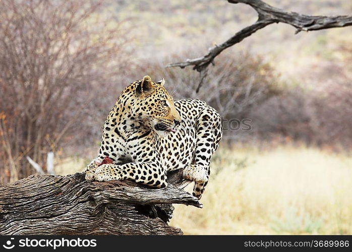 leopard