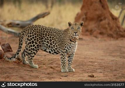 Leopard - Africa