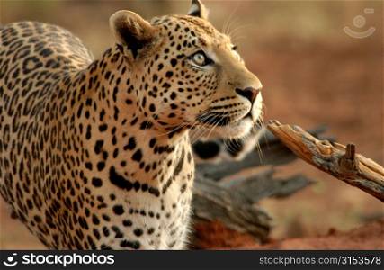 Leopard - Africa