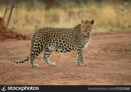 Leopard - Africa