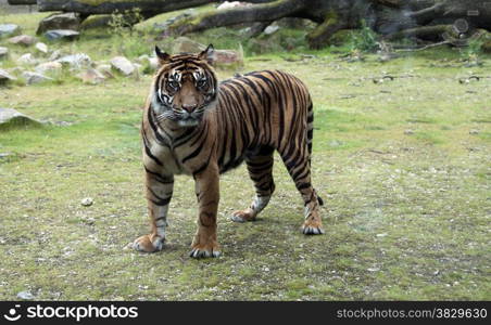 Leopard animal in dutch zoo