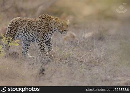 Leopard approaching in the wilderness