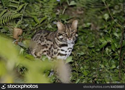 Leopard cat sitting in the undergrowth