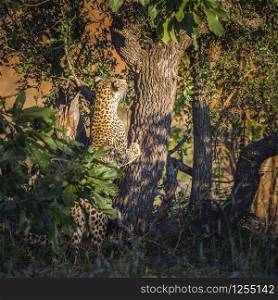 Leopard climbing a tree in Kruger National park, South Africa ; Specie Panthera pardus family of Felidae. Leopard in Kruger National park, South Africa