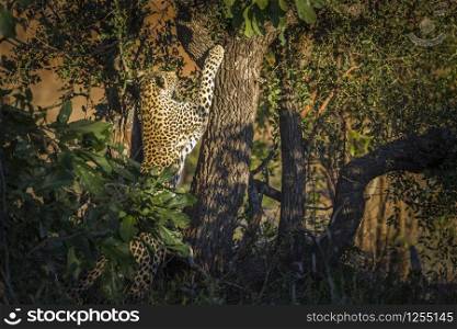 Leopard climbing a tree in twilight in Kruger National park, South Africa ; Specie Panthera pardus family of Felidae. Leopard in Kruger National park, South Africa