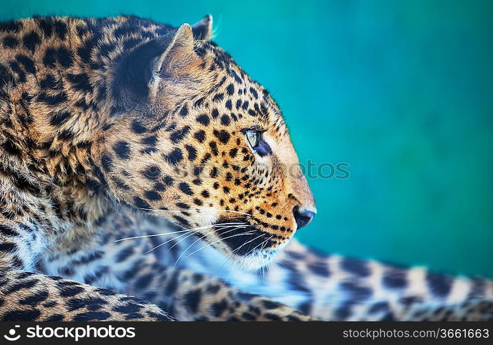 Leopard closeup