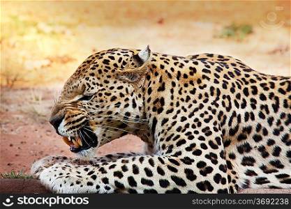 Leopard closeup