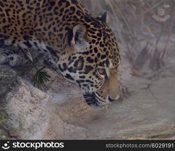 Leopard Drinking Water,close up shot
