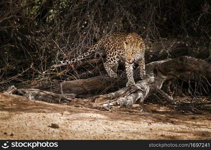 Leopard female moving in a bush in Kgalagadi transfrontier park, South Africa; specie Panthera pardus family of Felidae. Leopard in Kgalagadi transfrontier park, South Africa
